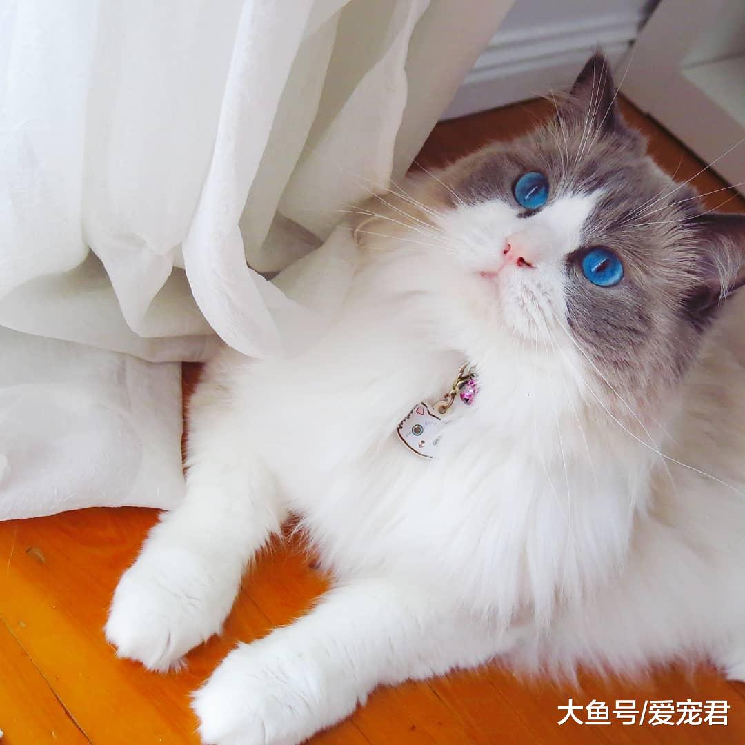 有時候貓咪在嗅一些東西后，會露出夸張的表情，它們是在做鬼臉嗎