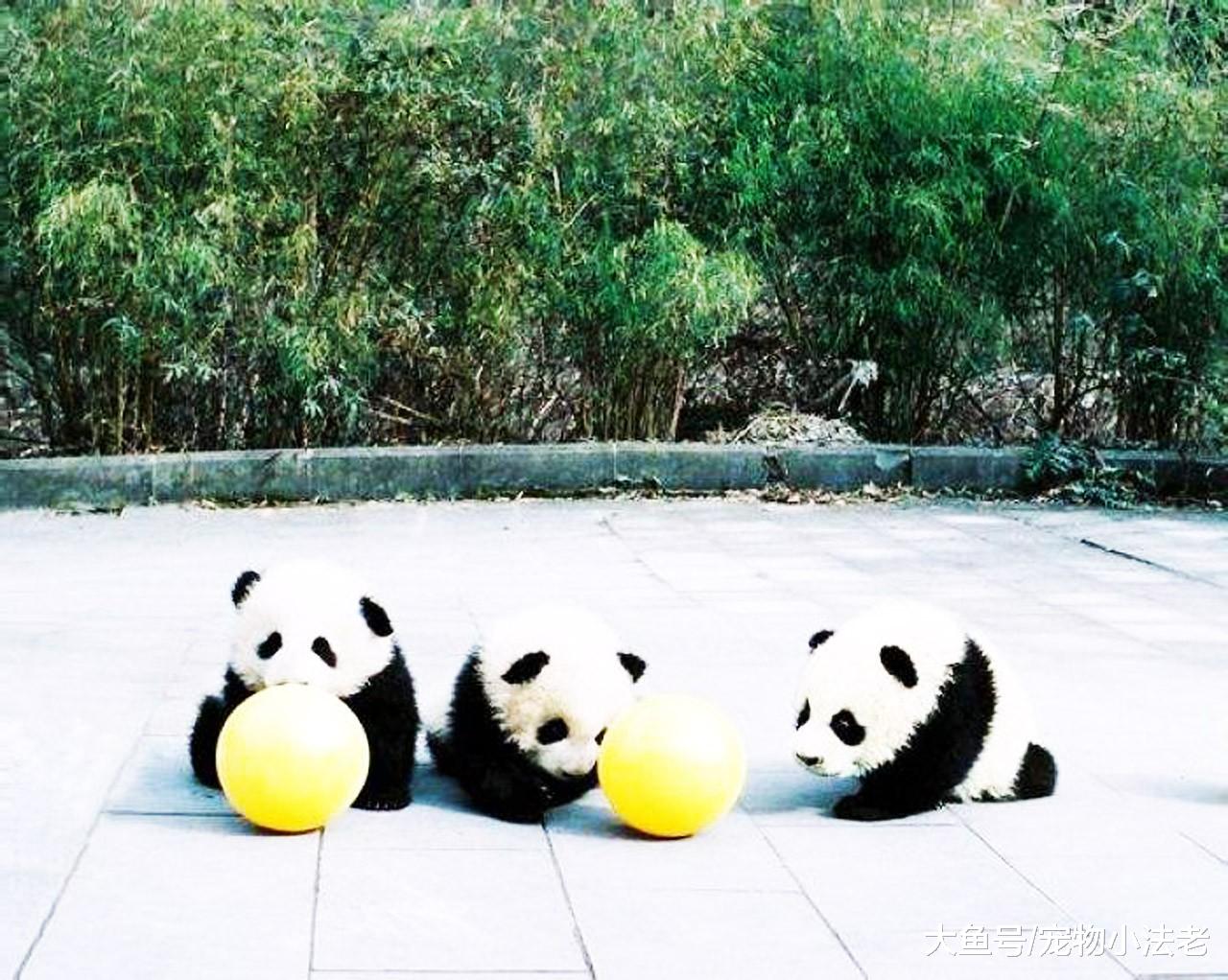 一群游客围着1只大熊猫狂拍照，当看到玻璃上的牌子时，全傻眼了