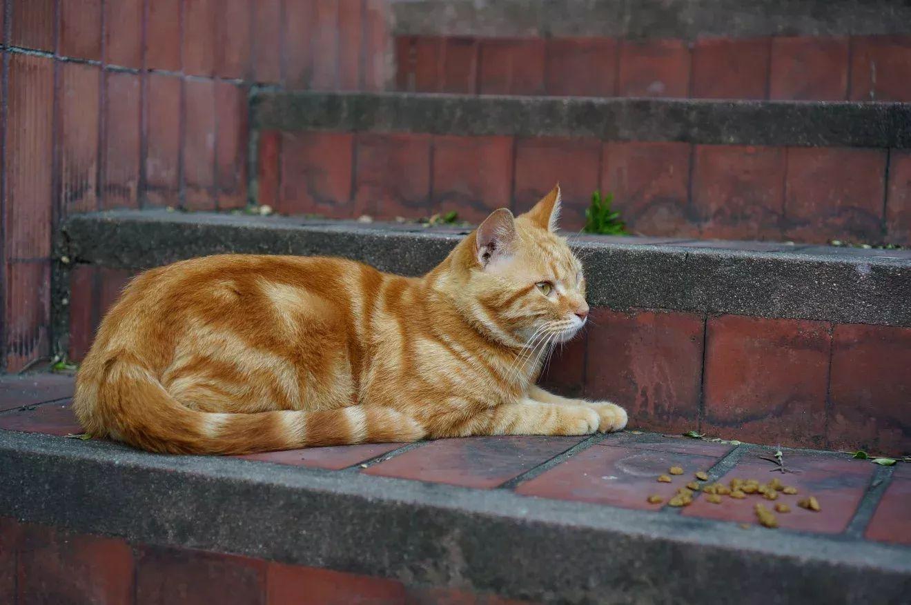 想加入救助流浪猫的行列, 请问该用什么方式对猫咪来说比较合适?