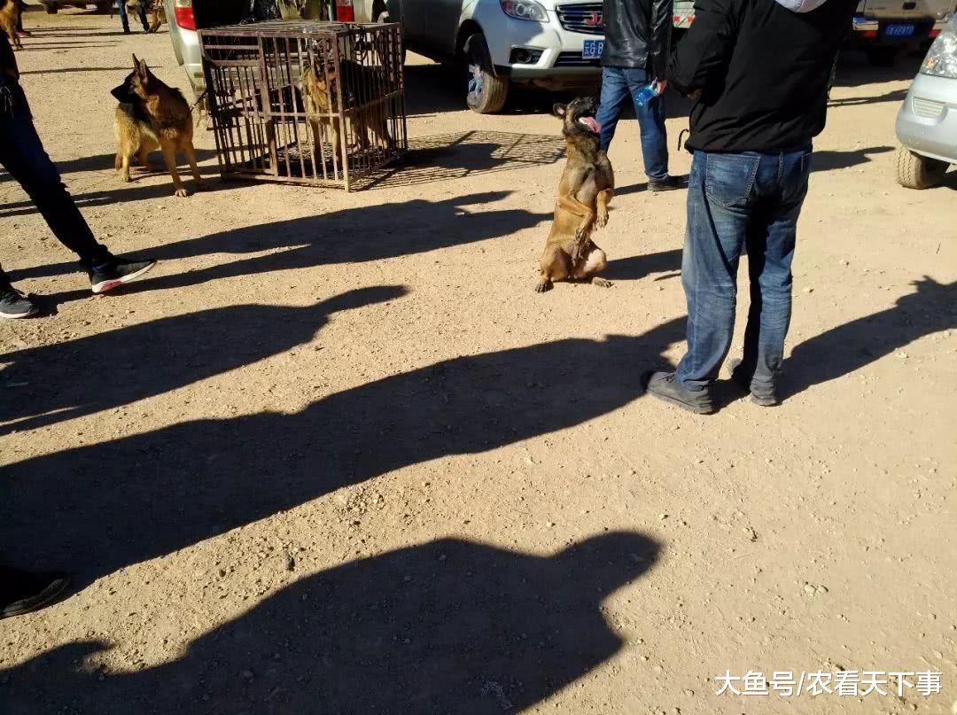 商贩出售的马犬绝活不少, 喊价1800元! 围观者觉得太贵了