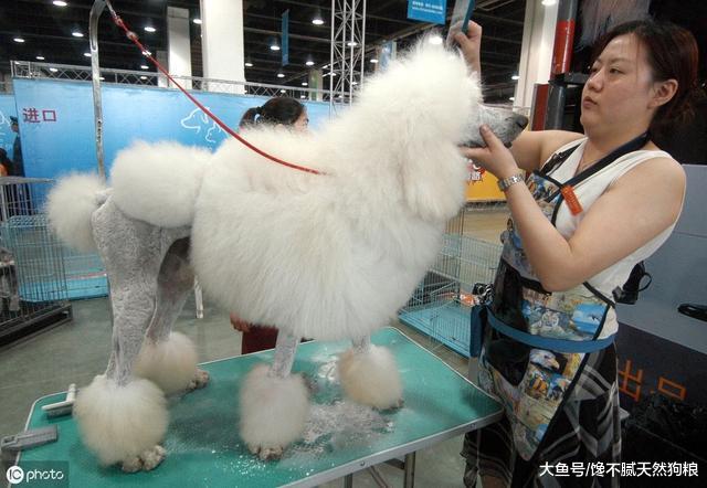 这5种狗狗，宠物店最怕接到，帮它洗澡如同战场