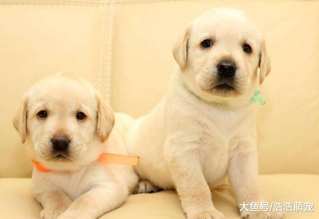 买狗有“5傻”，平常看不出来，买狗时就露馅了，你在其中吗？