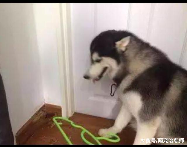 主人批評咬壞木板的哈士奇，沒想到它還笑出來：是木板質量不好！