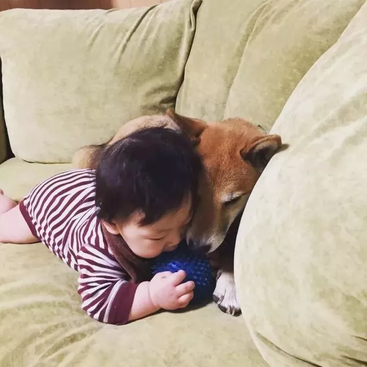 柴犬家添了一个小主人后，就像大哥一样无限宠溺！看完想养狗了