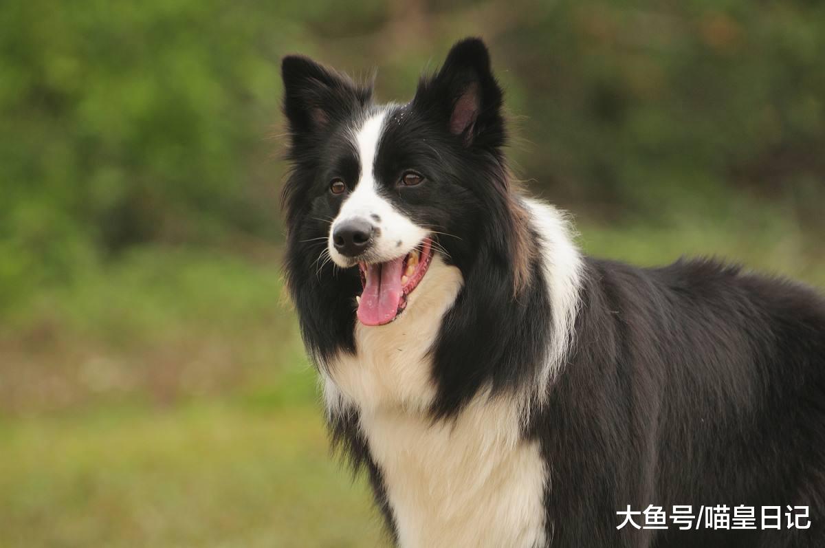 這四種狗狗不適合養在狹小的樓房，因為它們體型大運動量也大！