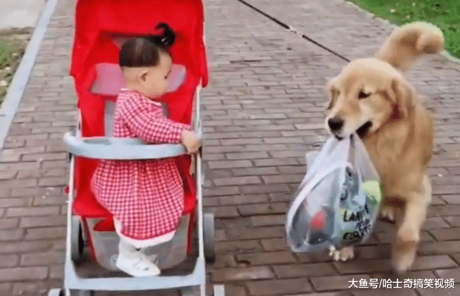 金毛今年才2岁，却当了一年的“保姆”，为了宝宝操碎了心