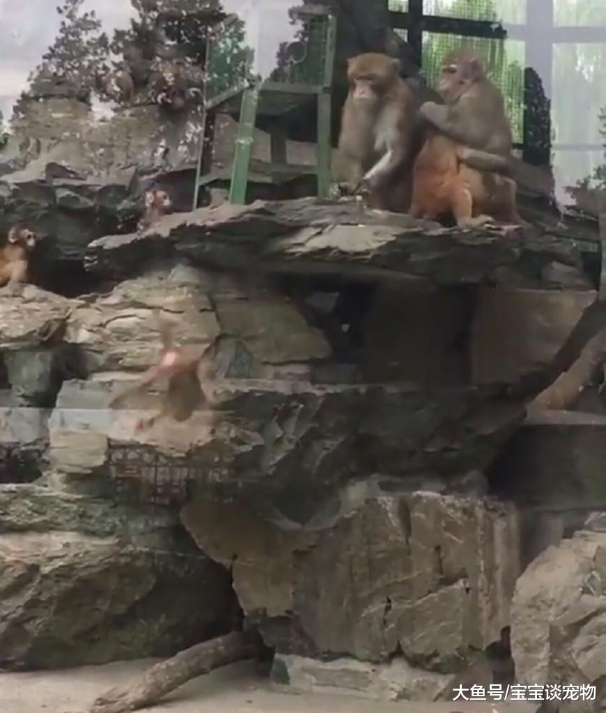 母爱伟大！无辜小猴被猴王一把推下山，猴妈妈立马跟着跳下山