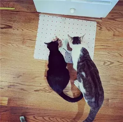 这只猫简直就是喵界宠妻狂魔，不仅吃饭让老婆先吃，就连老婆