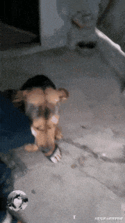 网友捡了只流浪狗, 狗狗的举动让他很感动, 汪: 别再丢下我