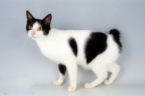 世界10大最奇特的猫品种, 第五眼睛如宝石, 第七长着一张狗脸