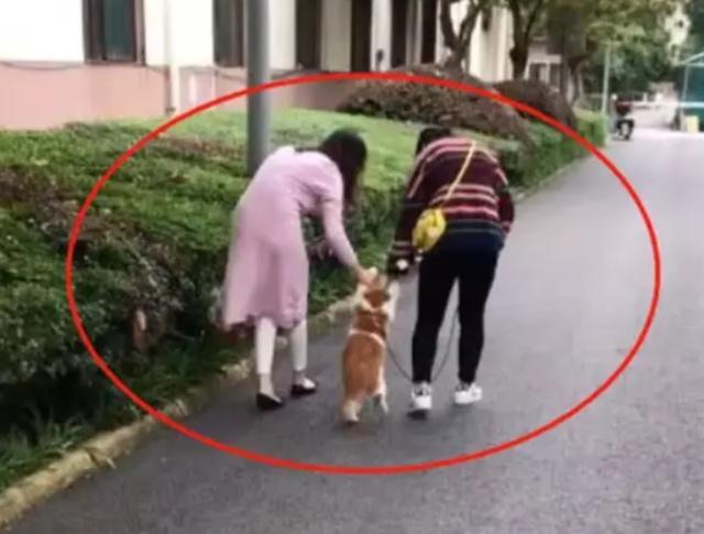 用就九牛二虎之力将橘猫抱下楼, 这猫却懒得像小猪仔一样坐在地上
