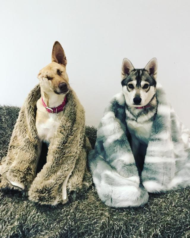 流浪犬遭槍擊，失去了兩眼一耳，五千公里外的她決定帶它回家