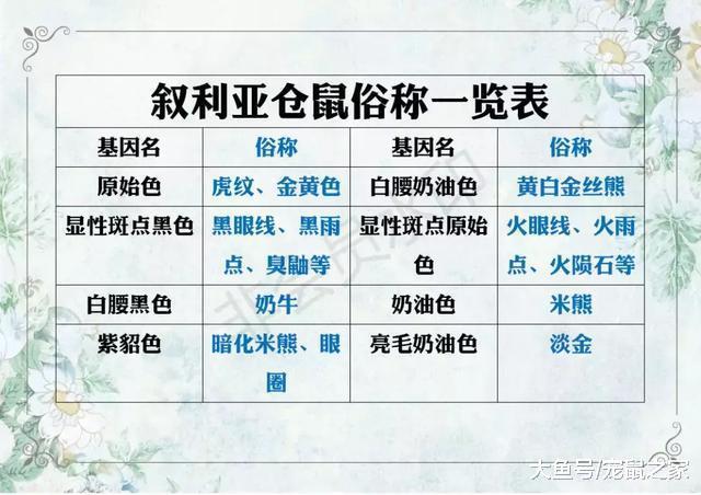 一文带你走进仓鼠世界: 仓鼠种类之叙利亚仓鼠(下)