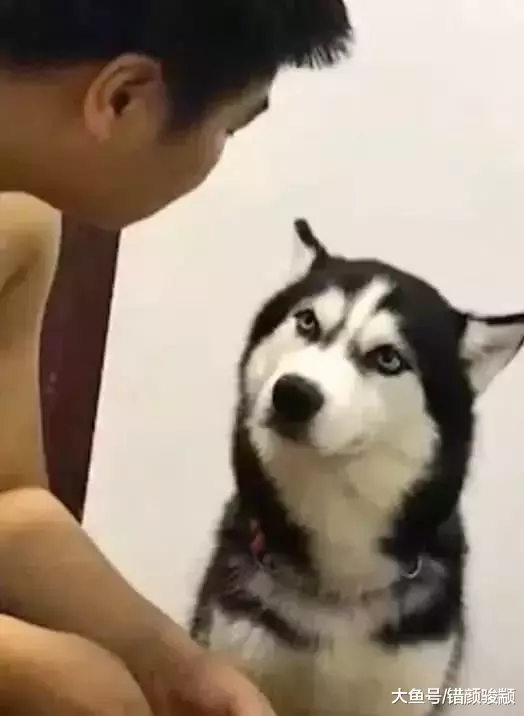 主人揍哈士奇时发现它眼神不对劲, 仔细一看后