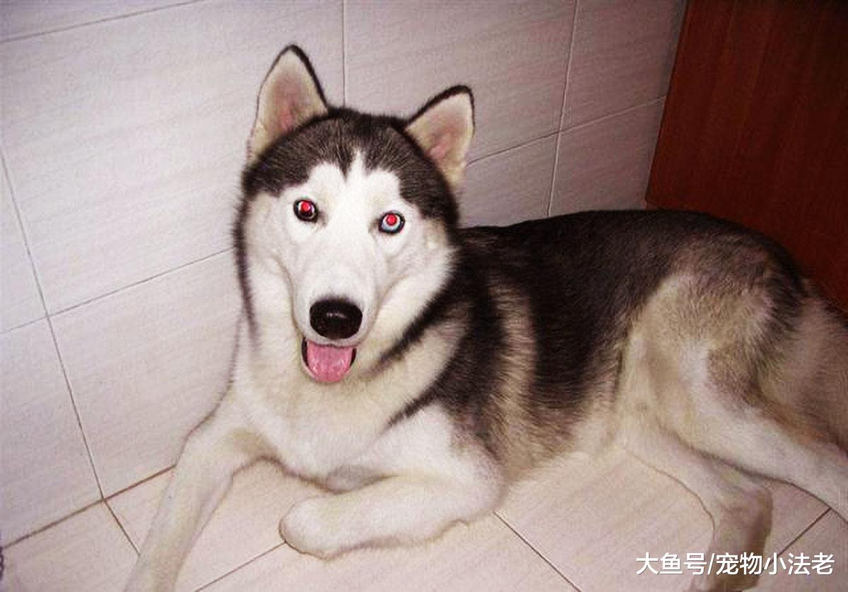 狗狗拆家真的只是精力旺盛吗？记住这2点，也许是狗狗生“病”了