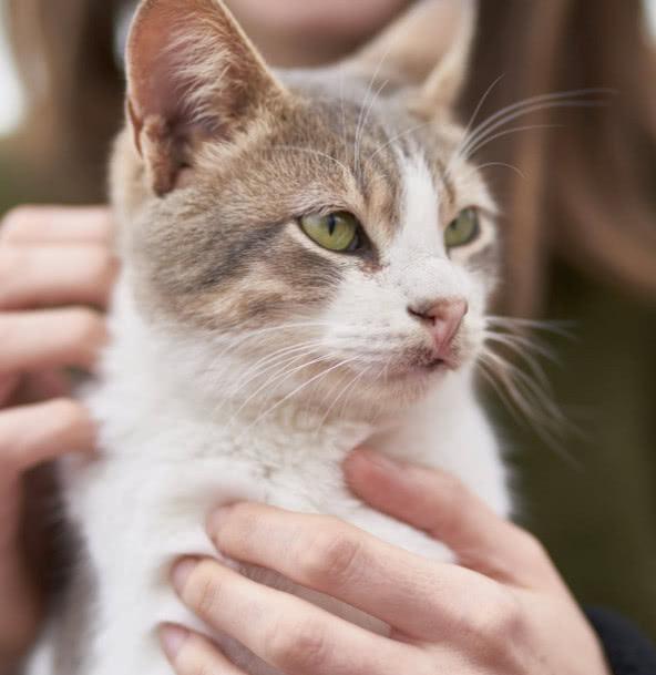 年老貓咪各項能力都衰退，照顧它們鏟屎官需要格外注意哪幾方面呢