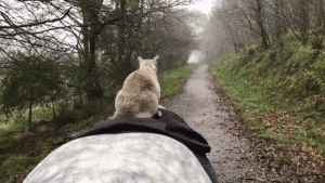 这只猫每天都要骑着白马漫步山林，这是什么童话故事情节？！