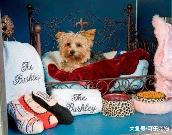 土豪为狗造“豪华酒店”，提供专车服务还有专属管家，高级又奢华