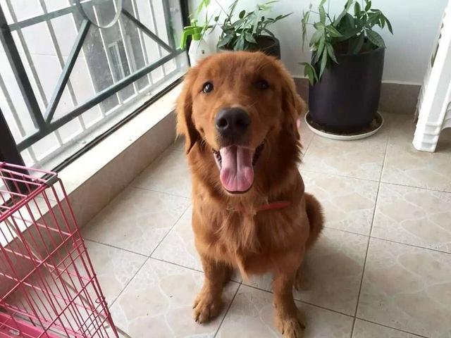 春節家里來客人，如何讓狗狗保持冷靜