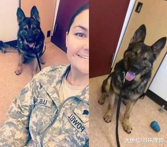 谁说警犬都非常严肃？这只警犬上班时间卖萌，谁还不是个宝宝咋地