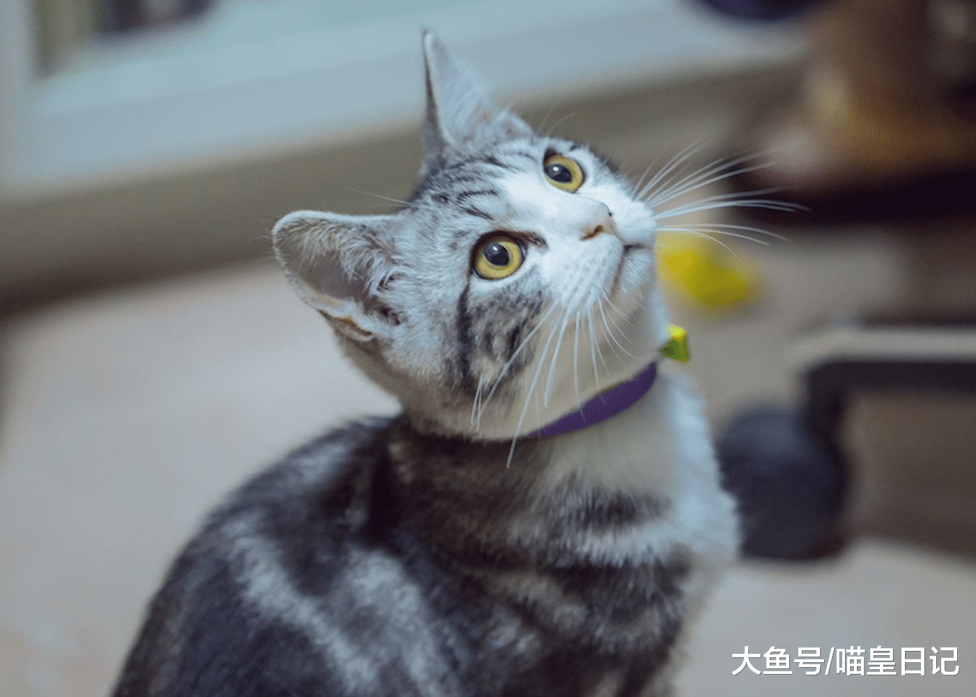 哪些人适合养猫？盘点四种适合养猫的人，快来看看你属于哪一种？