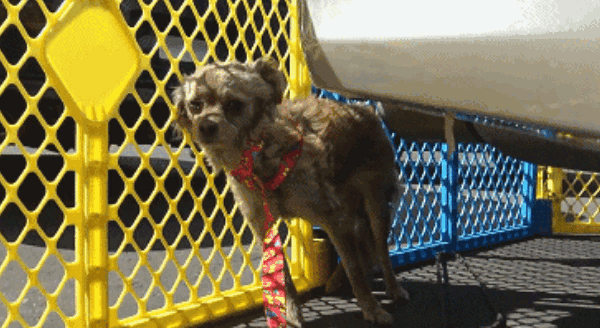 戒备心很强的流浪狗如何去救助？救助人员需要有爱和耐心