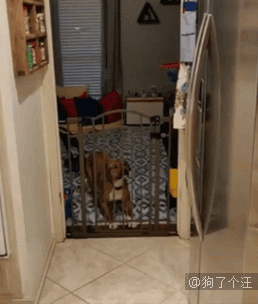 街景车在拍摄的时候，有一只想红的狗子锲而不舍的跟着