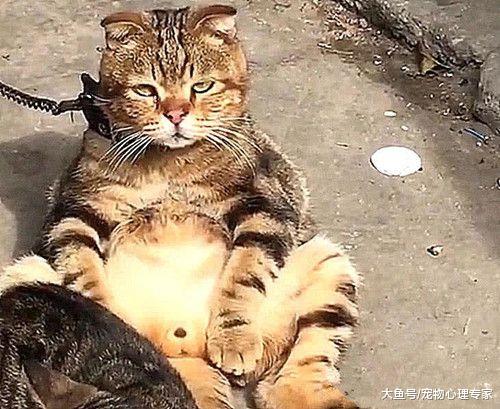 媳妇怀孕了，听邻居的话把猫咪送去乡下，再去接时不知说啥好了