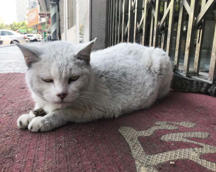 忠义老猫被弃后独自守店一个多月令人心疼，网友：养它就别抛弃它！