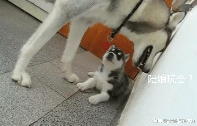 二哈无聊就欺负孩子，结果导致小狗“吐奶”，还是亲妈吗？
