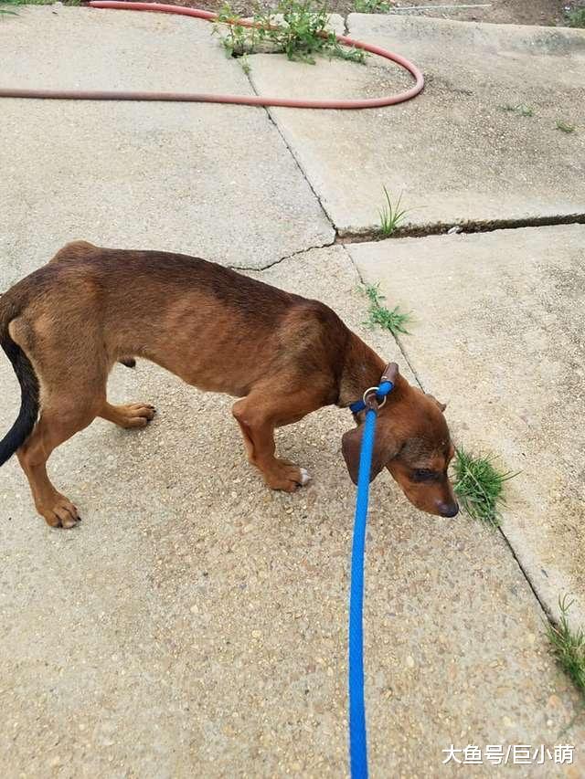 狗狗和沙发一起被遗弃，担心主人找不到自己，死活不愿意离开沙发