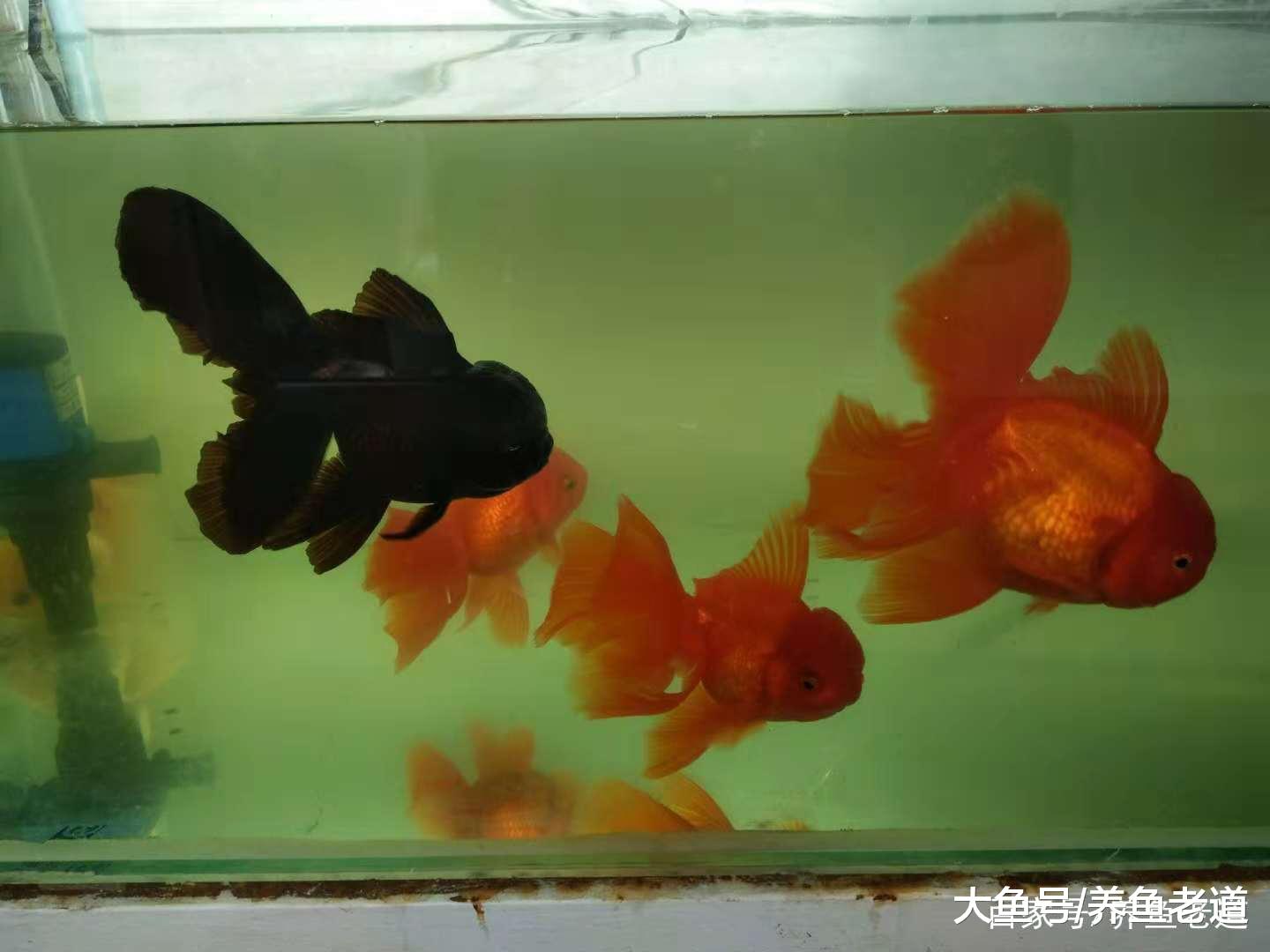 金鱼的尾巴发生溃烂现象, 消炎后多久才可以长好?