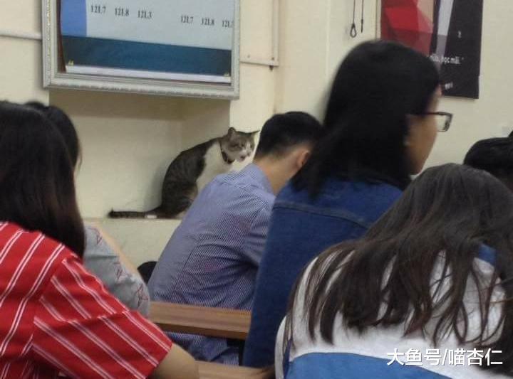 貓咪突然閑逛到教室，學生一下子就精神了，喵：看我干嘛？看黑板