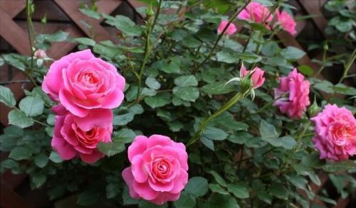 盆栽月季的根系受到花盆的限制，泥土较少，散热性和透风性都会次于露地月季