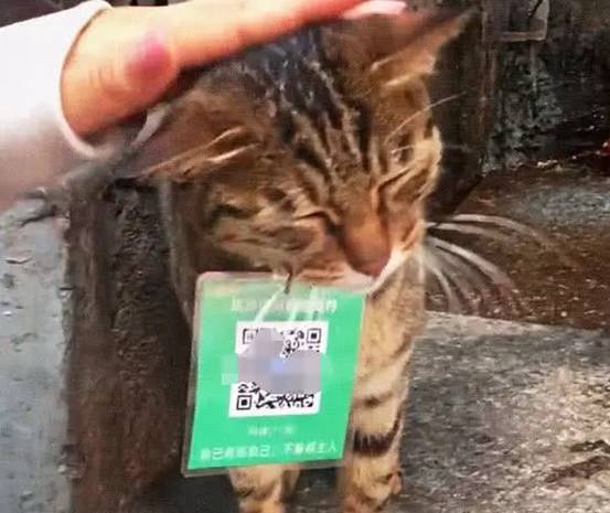 猫咪脖子挂着个二维码，路人好奇拿手机一扫：这么明目张胆的吗？