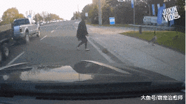 網友想幫小鵝過馬路，鵝媽看到后反而過來趕她：不要動我的孩子！