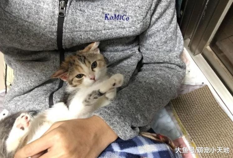 帮猫洗澡他全副武装, 全身包得密不透风, 让网友笑喷