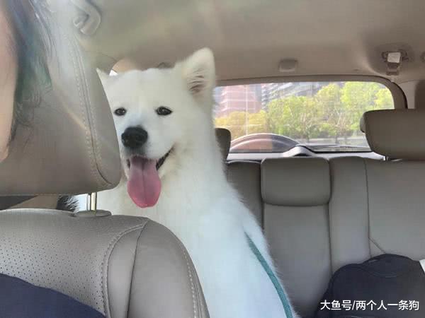 萨摩耶软糖天生有洁癖非常热爱洗澡，却被妈妈吐槽：还好有经验