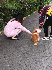 橘猫拒绝被遛，宠主直接牵着它走路，猫：我能怎么办，我也很绝望