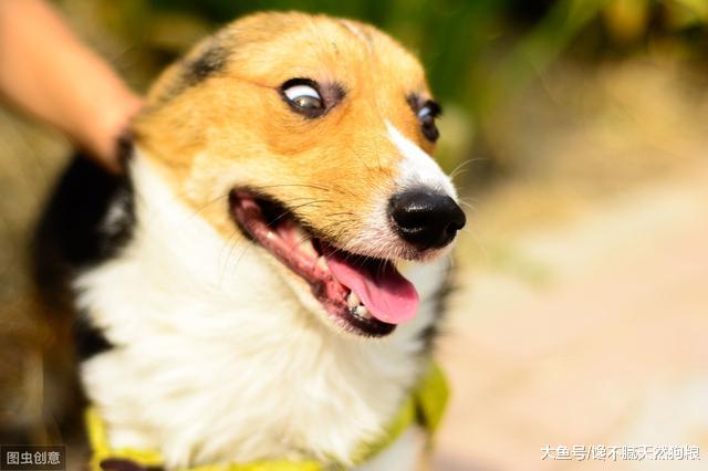 以为自己买的柯基是串串？不一定，因为柯基犬有3种