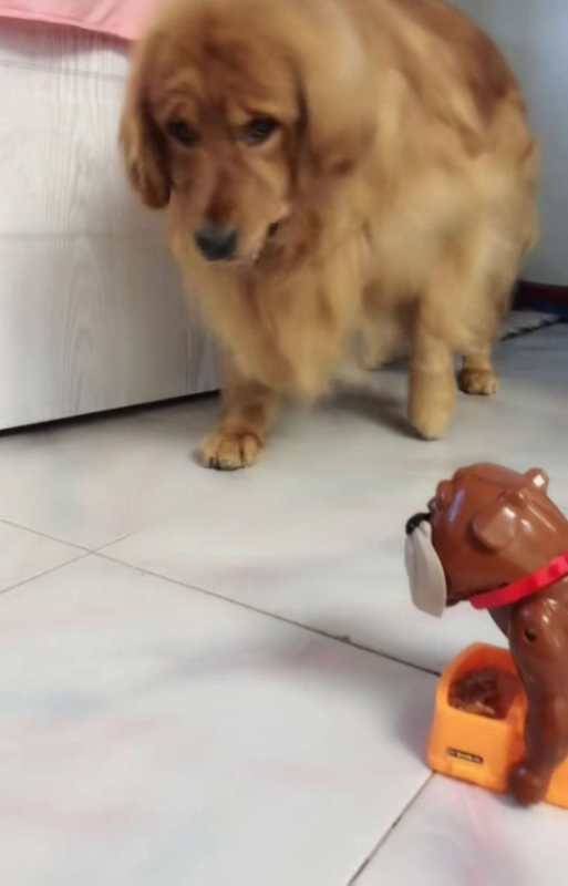 主人拿一只会动的玩具整蛊金毛, 金毛的反应亮了