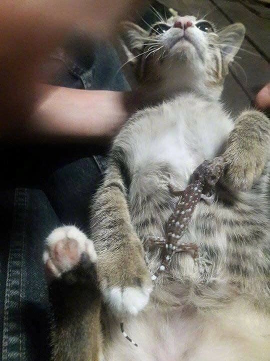 医生在做手术准备的时候，身后的猫咪惊呆了