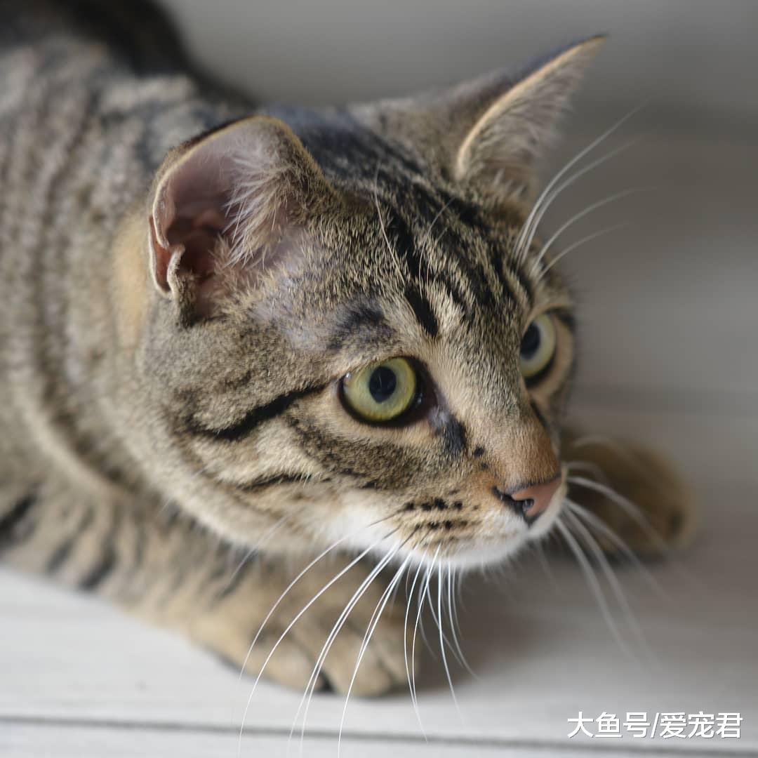 铲屎的，朕好怕！还在为猫咪胆小而纠结吗？如何帮助猫咪克服恐惧