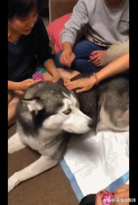 家里沒地方打牌，就把哈士奇的背當成了桌子，養狗千日用狗一時！