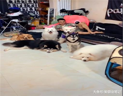 女主家养了6只大型犬，每次拖地男友三秒钟清场，沙发：我太难了