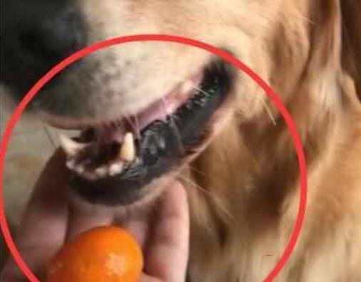 金毛偷吃橘子被鏟屎官逮住，扒開一看笑噴了：真是個毛賊
