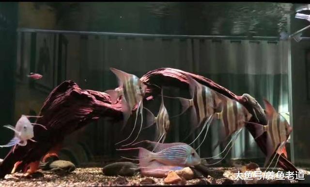 为什么混养观赏鱼，鱼缸里的鱼会分品种的不断死去？