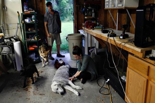 摄影师记录宠物安乐死前最后一刻, 主人抱着它, 直到阴阳相隔