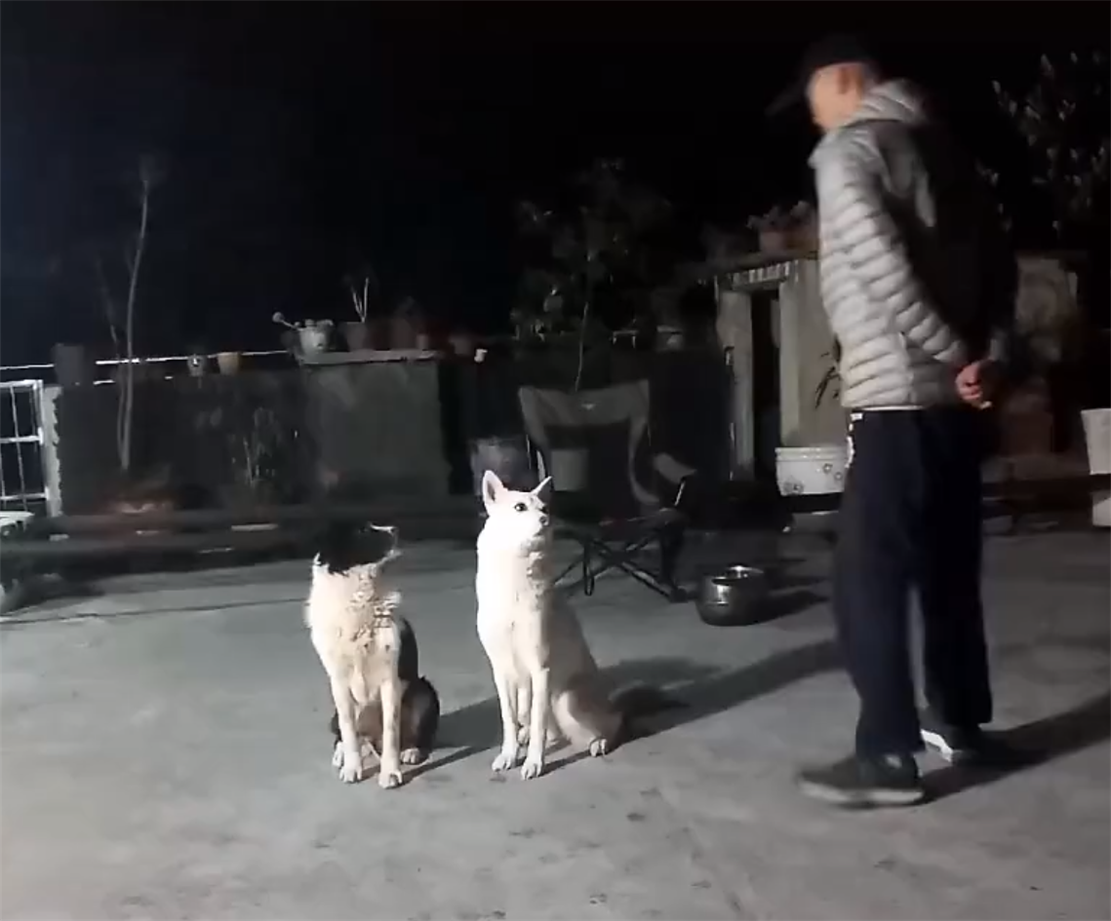 主人写作业，田园犬趴桌前认真监督，狗：我为这个家付出太多……