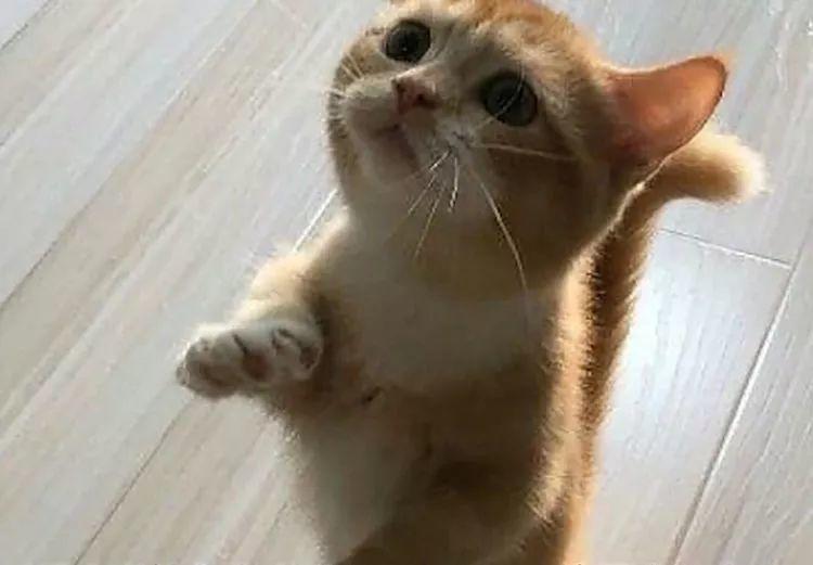 小奶猫站在主人面前，主人以为要抱抱，下一秒主人笑喷了！